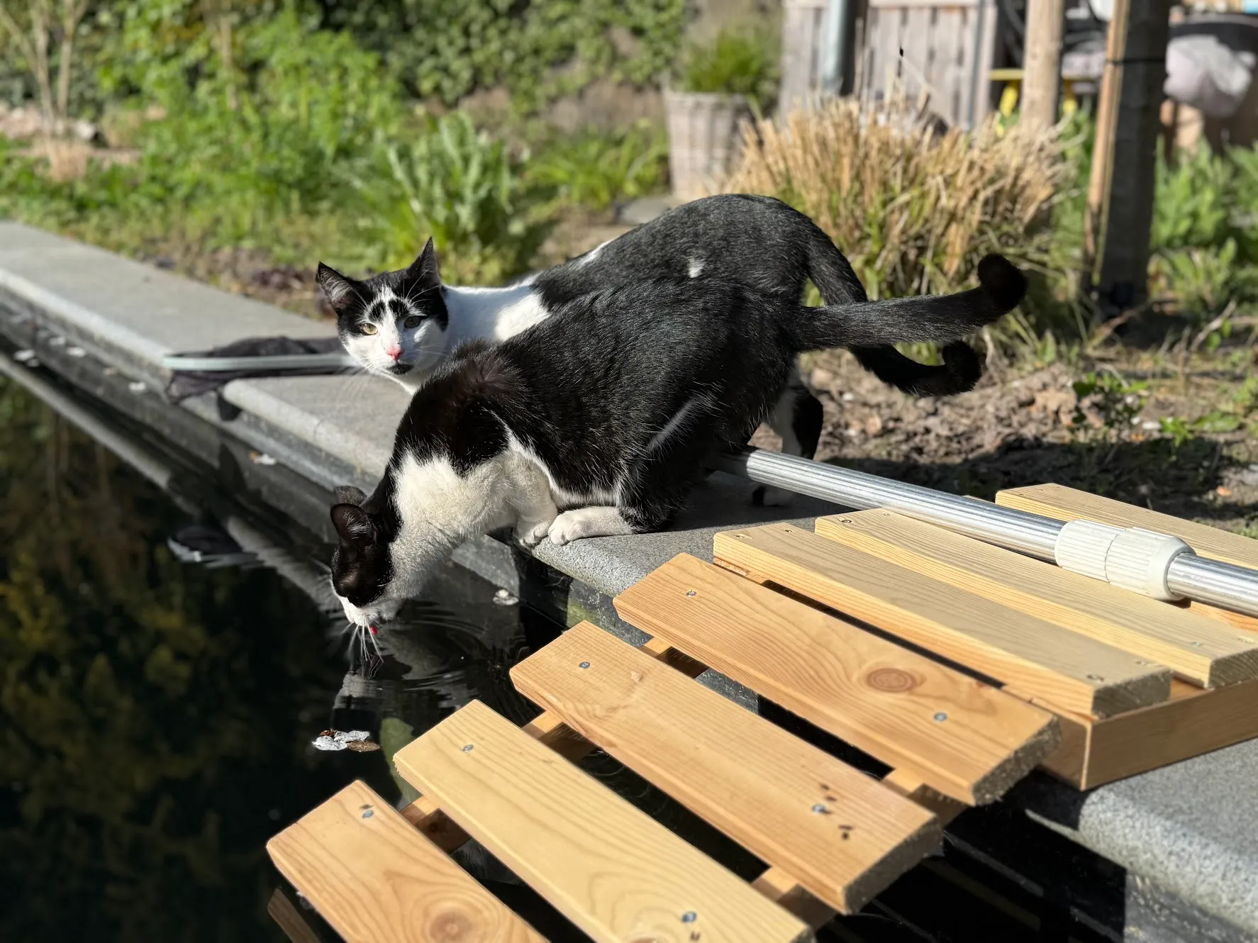 Mickey en Teddie op de rand van de vijver in de tuin; een van hen drinkt water