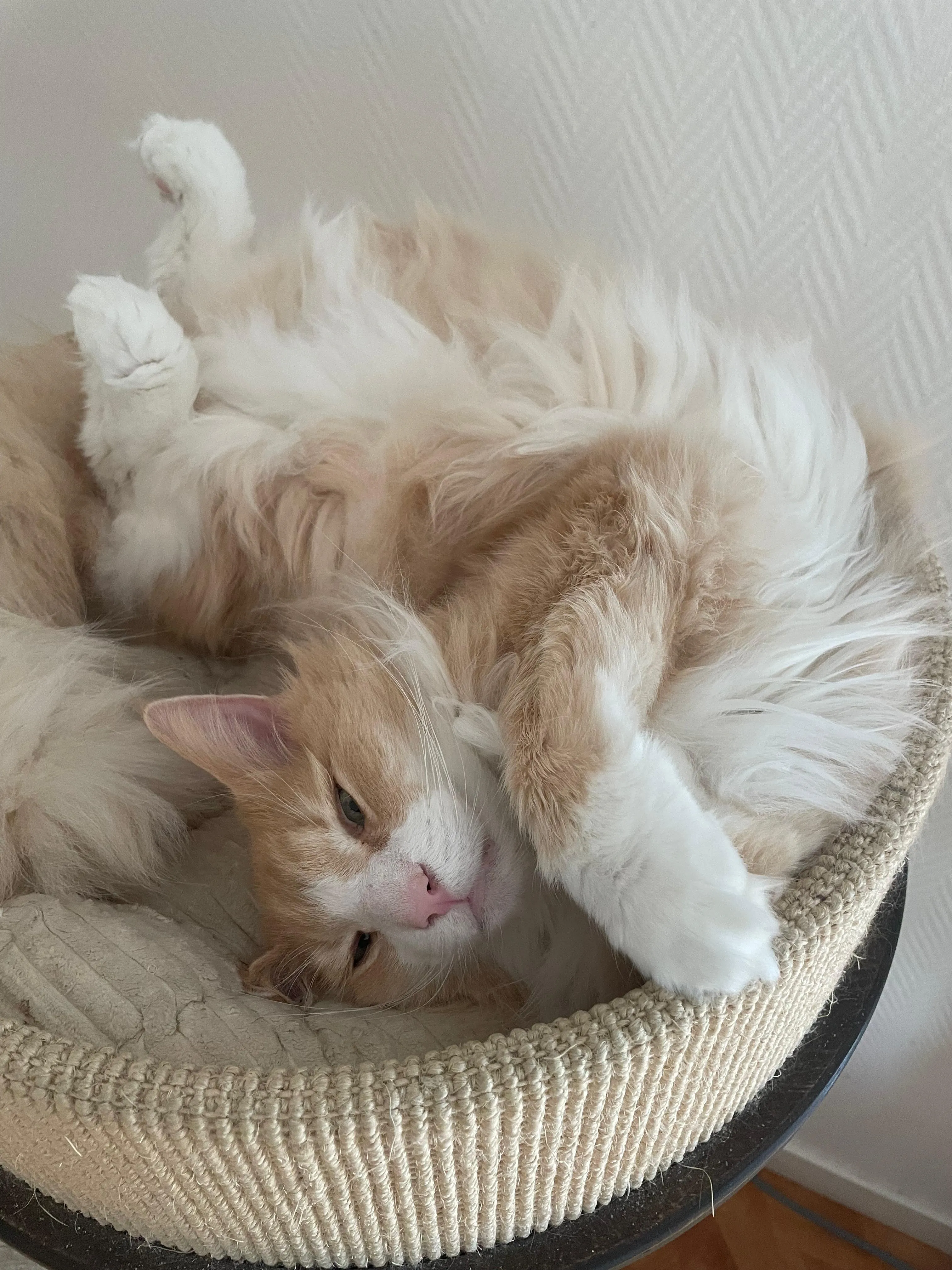 Montana, een langharige rood-witte kat, ligt op haar rug te slapen in een ronde kattenmand