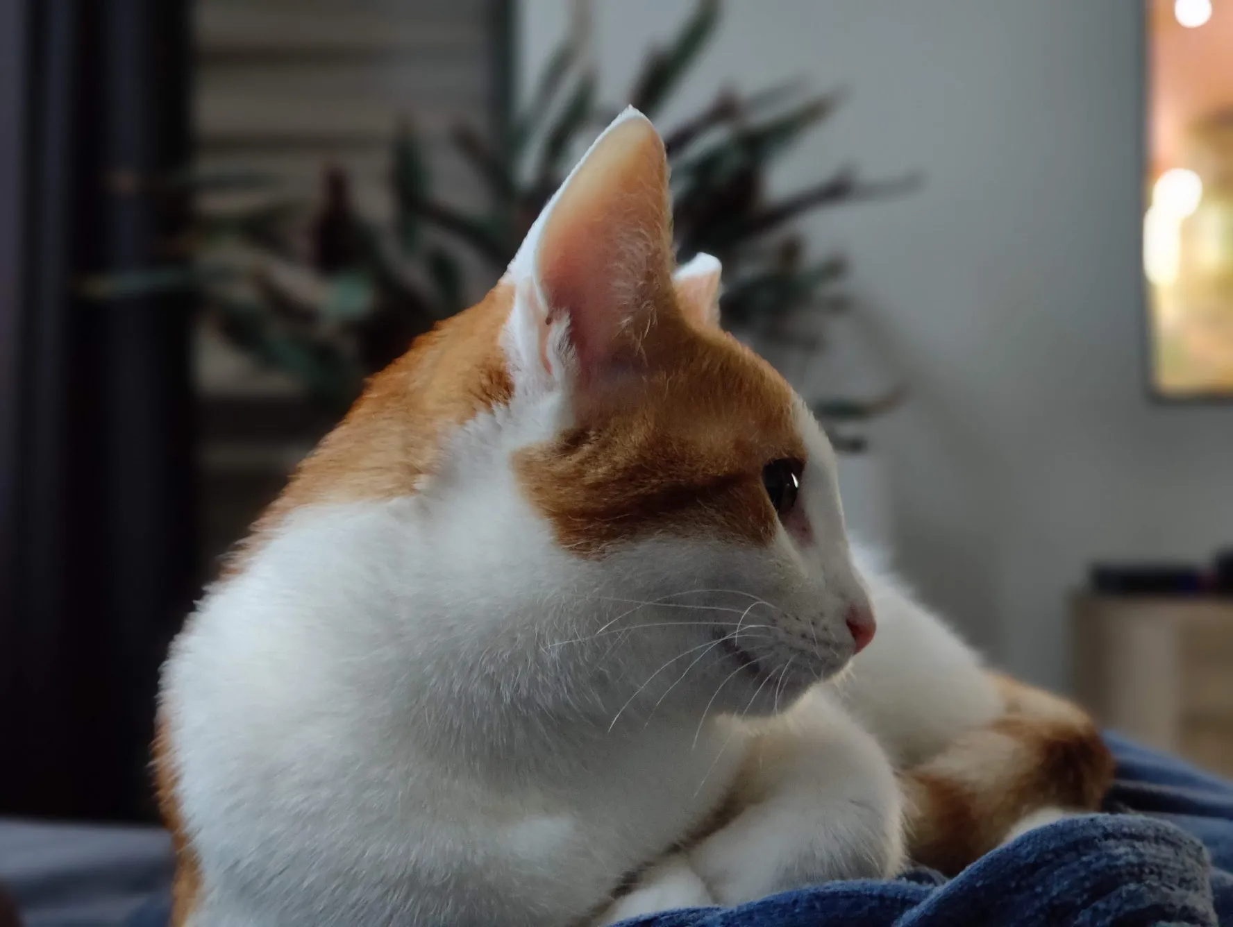 Pablo, rood-witte kat, ligt ontspannen en kijkt opzij.
