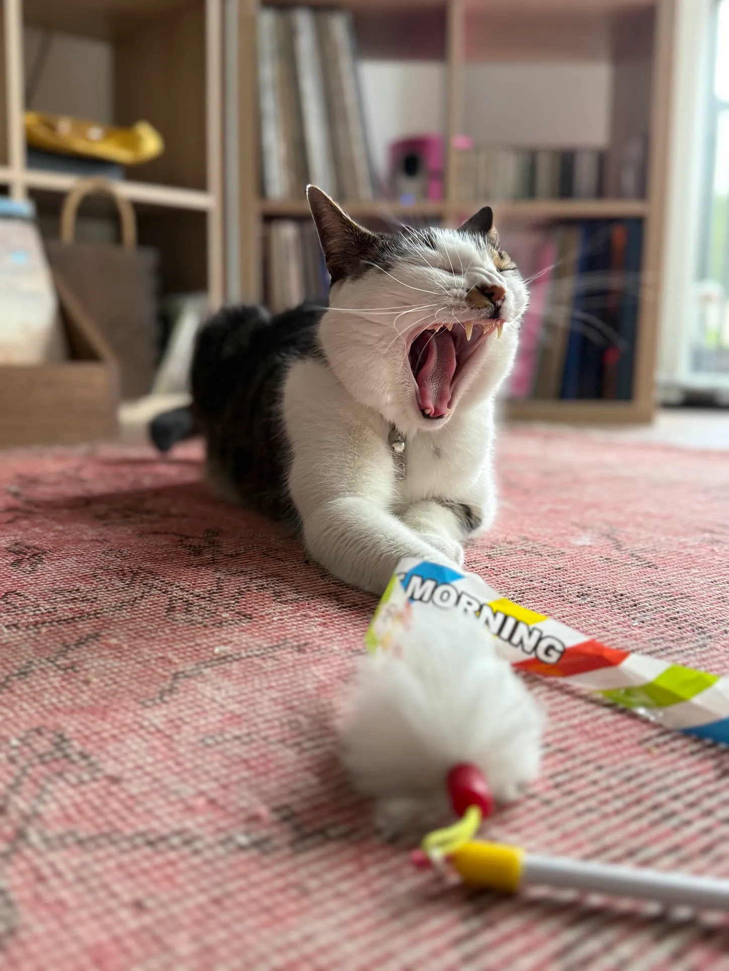 Popito geeuwt uitgebreid na het spelen met een speeltje, thuis op het vloerkleed